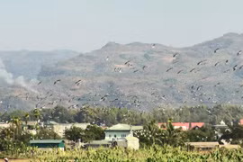 Cò nhạn vừa xuất hiện ở lòng chảo Mường Thanh quý hiếm thế nào? 