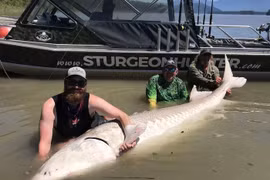 Loạt cá tầm to khủng khiếp, nặng ngang 5 xe Lead