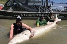 Loạt cá tầm to khủng khiếp, nặng ngang 5 xe Lead