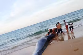 Sững sờ xác cá voi 2 tấn dạt vào bờ biển Khánh Hòa