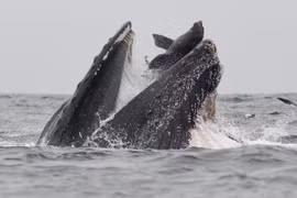 Sư tử biển vùng vẫy trong miệng cá voi, thoát chết thần kỳ