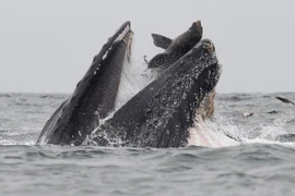 Sư tử biển vùng vẫy trong miệng cá voi, thoát chết thần kỳ