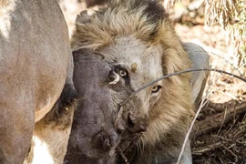 Lợn rừng đã trốn dưới đất, sư tử vẫn quyết lôi lên ăn thịt