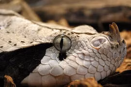 Khủng khiếp rắn kịch độc nặng hơn 20kg, nanh 5cm kỳ dị