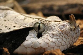 Khủng khiếp rắn kịch độc nặng hơn 20kg, nanh 5cm kỳ dị