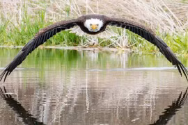 Ảnh đại bàng đầu trắng khiến dân tình phát "sốt"