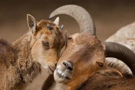 Phát ghen khoảnh khắc thân mật độc đáo của động vật 