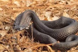 Loạt rắn độc dị nhất, có con bạn chẳng tưởng tượng nổi