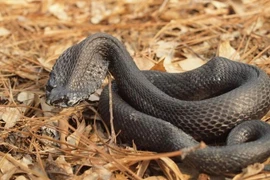 Loạt rắn độc dị nhất, có con bạn chẳng tưởng tượng nổi