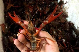 Ngoài VN, tôm hùm đất khiến Mỹ và nhiều nước “tá hỏa“