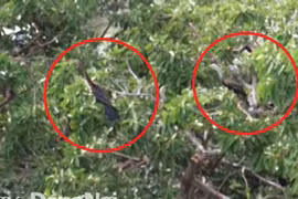 Sửng sốt phát hiện đàn chim cổ rắn quý hiếm tại Đồng Nai