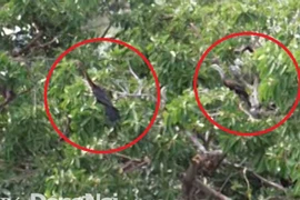 Sửng sốt phát hiện đàn chim cổ rắn quý hiếm tại Đồng Nai