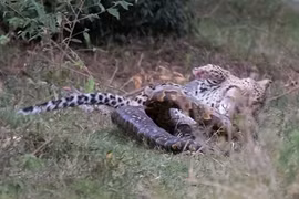 Lạ lùng trăn đi săn báo đốm, nhận cái kết thảm thương