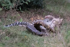 Lạ lùng trăn đi săn báo đốm, nhận cái kết thảm thương