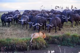 Sư tử rơi vào bước đường cùng, bị trâu rừng đánh thê thảm