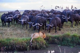 Sư tử rơi vào bước đường cùng, bị trâu rừng đánh thê thảm