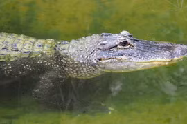 Giữa đêm tỉnh giấc, thấy cá sấu há mồm chờ sẵn trong nhà vệ sinh