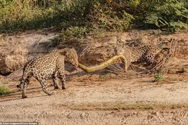 Kịch tính mẹ con báo đốm "kéo co" xác trăn lớn