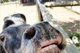 Loạt sự thực về thế giới tự nhiên kì quặc hơn bạn tưởng