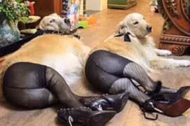 Biểu cảm “khó đỡ” của động vật làm bạn cười "mỏi mồm"