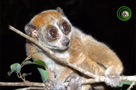 Độc đáo loài cu li "cù lần" nguy cơ tuyệt chủng ở Việt Nam