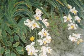 Mẫu tranh phong thủy mang tài lộc, hút vận may