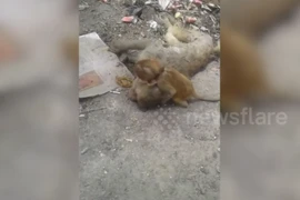 Khỉ mẹ chết vì nắng nóng, khỉ con có hành động bất ngờ