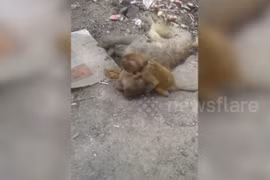 Khỉ mẹ chết vì nắng nóng, khỉ con có hành động bất ngờ