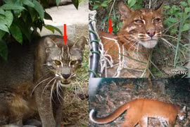 Khám phá hàng hiếm beo lửa khiến đại ca số má Dũng "bóng nhựa" xộ khám