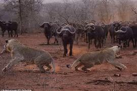 "Chết cười" sư tử sợ hãi tột độ khi đối đầu trâu rừng