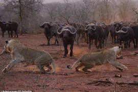 "Chết cười" sư tử sợ hãi tột độ khi đối đầu trâu rừng