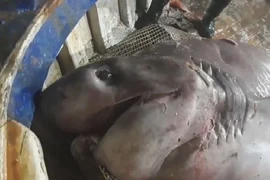 Bắt được cá mập khổng lồ 700kg, dài gần 6m, vội thả về biển
