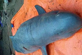 Tiết lộ bí ẩn về loài "cá thiêng" trên sông Mê Kông