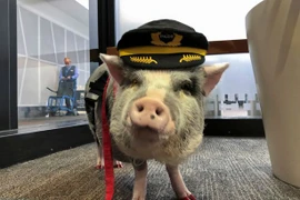 Chú lợn có tài trị liệu, giúp hành khách máy bay hạnh phúc