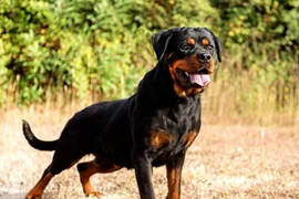 Top chó dữ "dễ cắn người" được người Việt chuộng nuôi