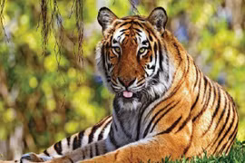 Thực hư hổ tái xuất trong vùng hang động núi lửa Chư Bluk