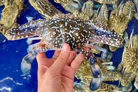 Tôm sú cụ siêu to khổng lồ có giá đắt hơn tôm hùm được lùng mua