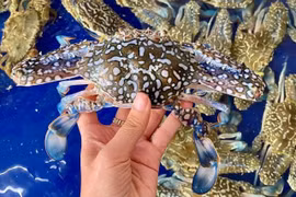 Tôm sú cụ siêu to khổng lồ có giá đắt hơn tôm hùm được lùng mua