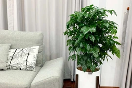 Cách trồng và những lợi ích bất ngờ của cây hạnh phúc 