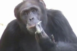 Video: Tinh tinh “phì phèo” hút thuốc lá như người 