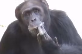 Video: Tinh tinh “phì phèo” hút thuốc lá như người 