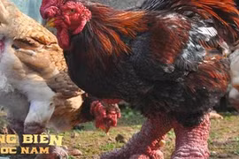 Loài gà độc nhất thế giới ở Việt Nam: Dân mạng quốc tế trầm trồ