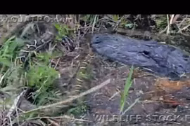 Trăn Miến Điện đại chiến cá sấu “khủng” dưới nước