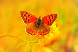 Vạn tuế nở hoa: 3 con giáp giàu lên bất ngờ từ giữa tháng 7/2023 