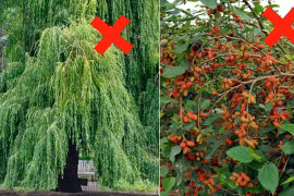 Trồng 5 cây này trước nhà hút âm khí, tài lộc khánh kiệt 