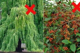 Trồng 5 cây này trước nhà hút âm khí, tài lộc khánh kiệt 