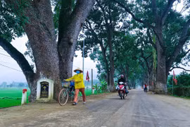 Ngắm hàng cây xà cừ hơn 100 năm tuổi dưới chân núi thiêng