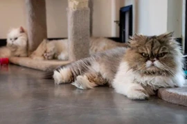 7 chú mèo thừa kế hơn 7 tỷ đồng: Hàng trăm người tranh nuôi 