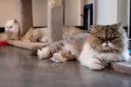 7 chú mèo thừa kế hơn 7 tỷ đồng: Hàng trăm người tranh nuôi 