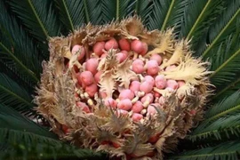 Loài cây 20 năm mới ra quả, mang lại giàu sang may mắn, người mua săn lùng như báu vật